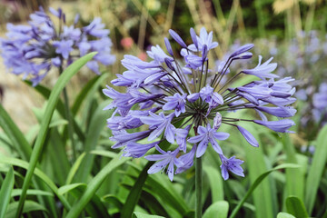 Agapanthus African lily 'Taw Valley' in flower