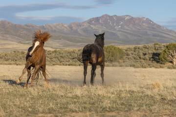 Pair of Wild Horse Stallions Fighting in the Utah Desert