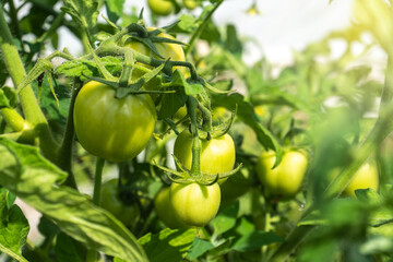 Green young tomatoes growing in greenhouse - Fresh healthy organic food, farming business concept. 