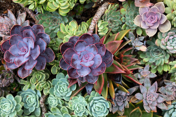 Sempervivum house leeks, also known as succulents.