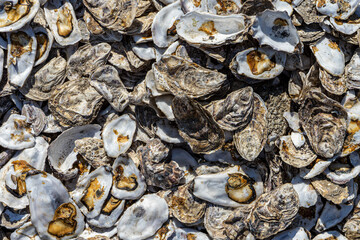 Opened oyster shells background, close up