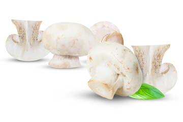 Group of champignons on an isolated white background. White mushrooms