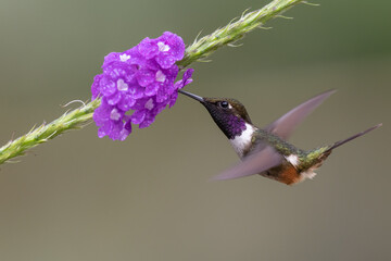 Purpurkehl-Sternkolibri (Purple-throated woodstar) Ecuador
