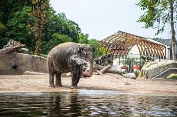 Young elephant in the Artis Zoo elephant enclosure