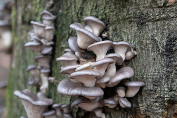 Parasitic mushrooms growing against a tree trunk
