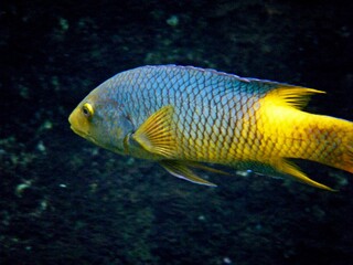 Fototapeta na wymiar Blue and yellow fish
