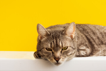 a gray cat is lying bored and looking at a yellow background