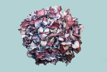 Dried Hydrangea flower head isolated on a blue background.