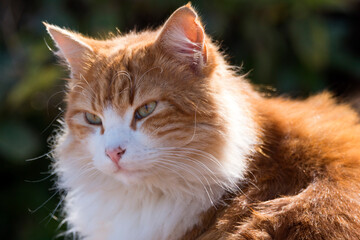 A ginger cat sunbathing