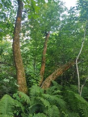 Fototapeta premium forest in spring