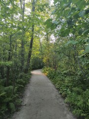 Fototapeta premium path in the woods