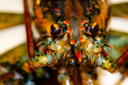 Lobster close up