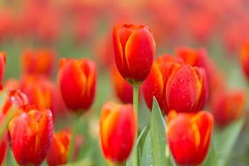 Fototapeta premium red tulip