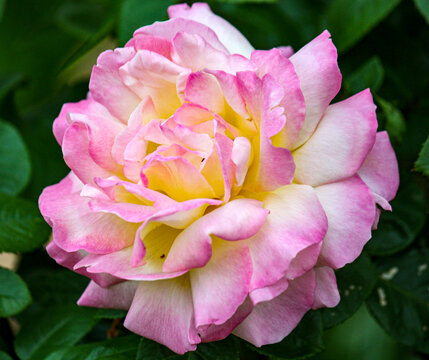 Pink tipped rose