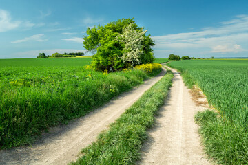 Fototapeta na wymiar A dirt road and beautiful spring fields
