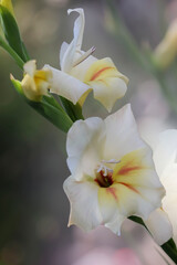 Fototapeta na wymiar Biały kwiat