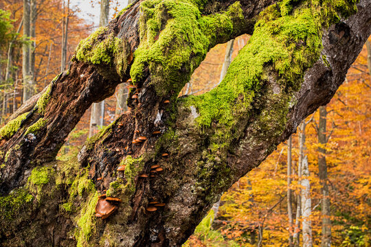 Nature detail mashrooms and moss at the rotten tree