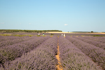 People in Lavender Fields, Brihuega, Guadalajara