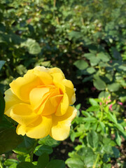 A yellow rose in the garden among green petals.