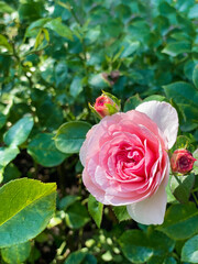 A pink rose in the garden among green petals.