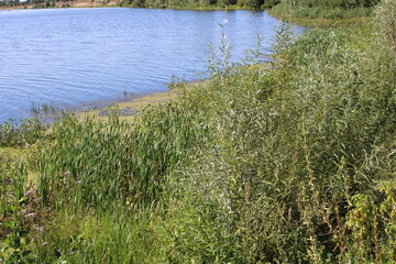 Obraz premium grass on the bank of lake