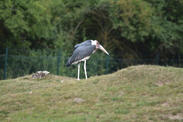 Marabu