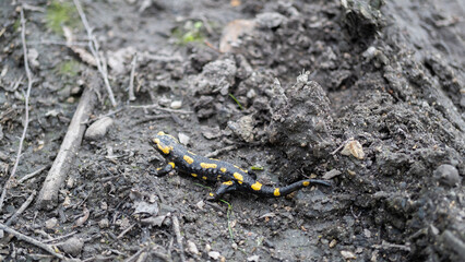 yellow and black salamander in the mud
