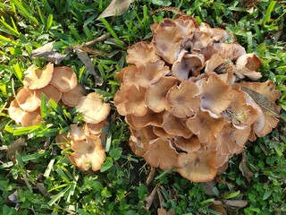 Mushroom Cluster