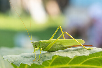 A green grasshopper on a large leaf of grass, in its natural environment..