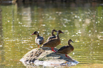 Patos