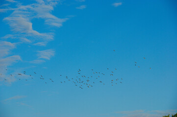 birds in the sky. pigeons in the blue sky with white clouds