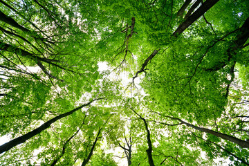 Fototapeta Korony drzew obraz