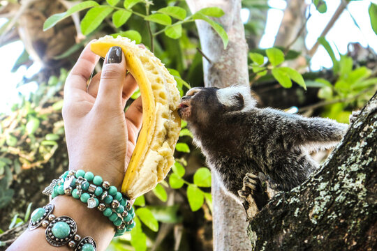 Macaco Sagui comendo banana Stock Photo