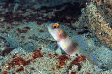 Fototapeta na wymiar A picture of a broad banded shrimp goby