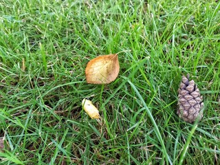 mushrooms in the grass