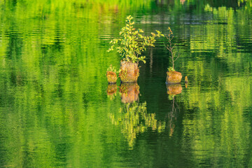 Birch trees and grass on the small stumps above the forest lake.