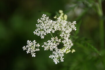 close up of a flower