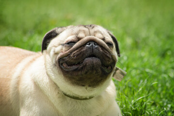 portrait of a young beige pug who is smiling happily on a walk against the background of grass