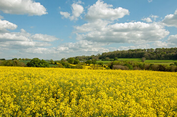 Canola fields