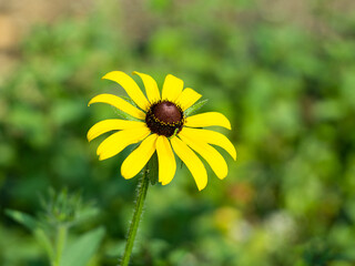 Black Eyed Susan, Clasping coneflower, Rudbeckia amplexicaulis, flower close up against a green background in a backyard garden