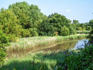 View over a pond and green vegetation at Barlow Common, North Yorkshire, England