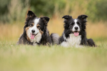 border collies