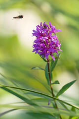 Schwebfliege im Landeanflug auf Knabenkraut