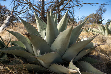 Multiple Agave Havardiana Growing On Top of Chisos Mountains