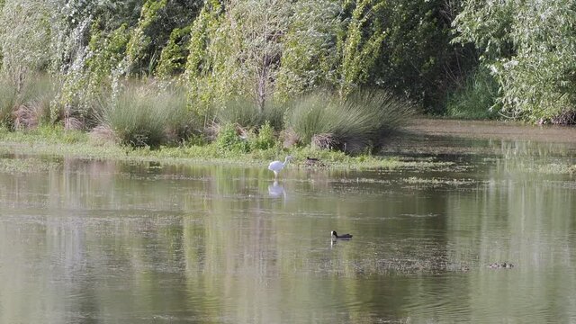 White Little Tufted Heron Looking for its Preys in a Pond - slow motion