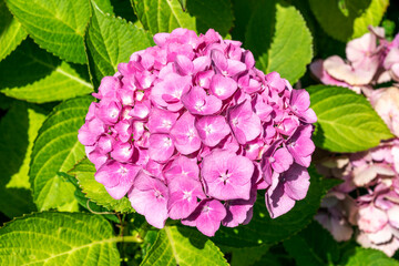 Hydrangea macrophylla a summer flowering plant with a pink summertime flower, stock photo image