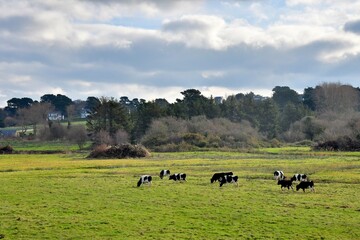 cows in a field at seaside in Brittany France