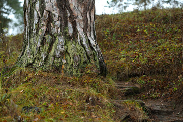 tree in the forest, bark close up