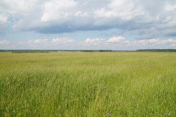 Fototapeta premium green field and blue sky