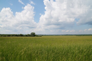 Fototapeta premium field and blue sky